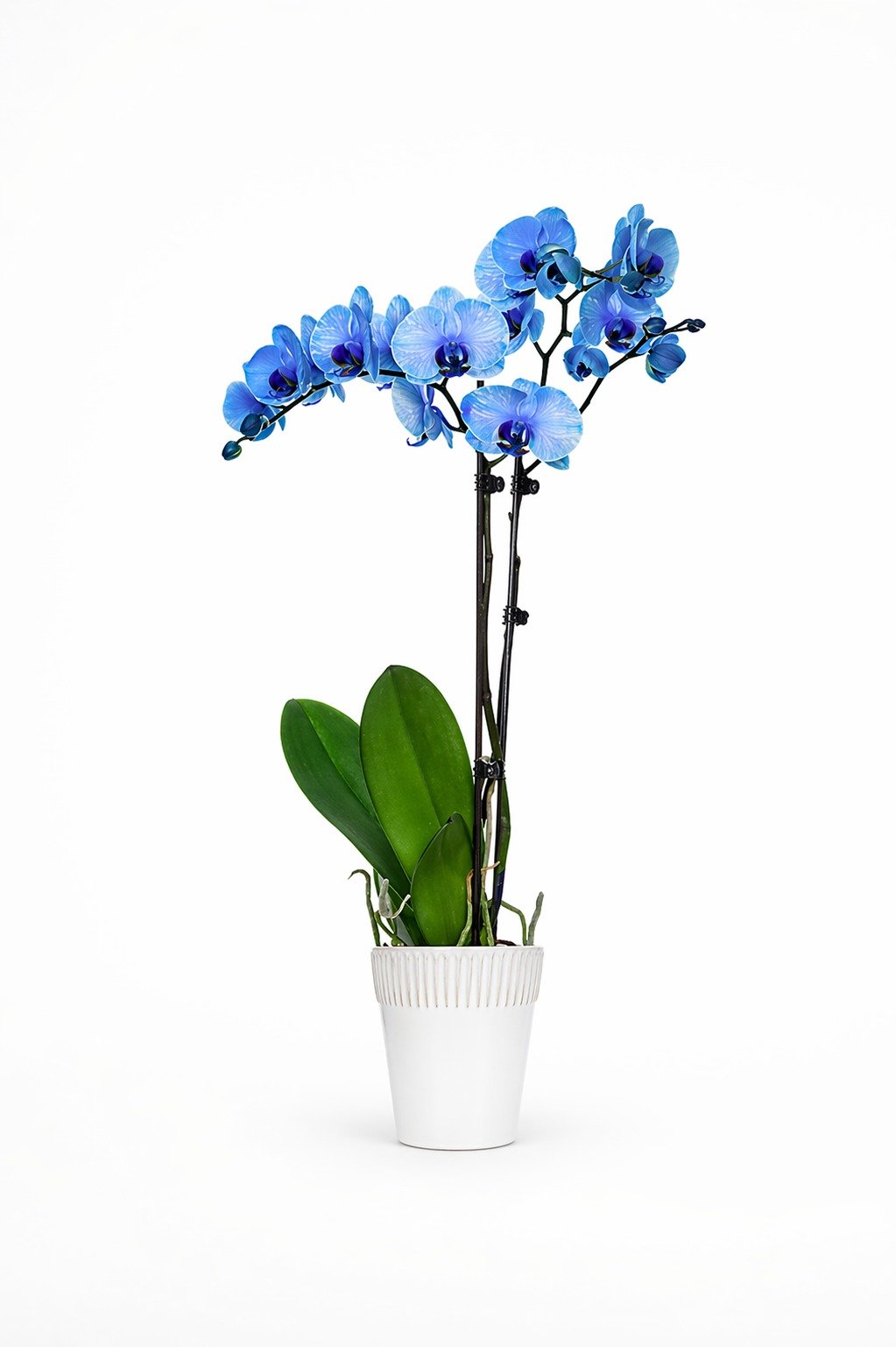 Double Stem Blue Orchid product thumbnail 2