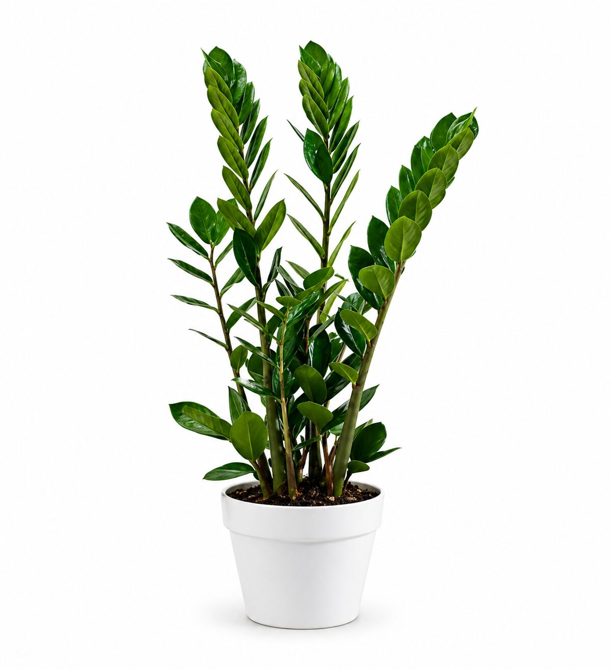 Zanzibar Gem Plant product thumbnail 3
