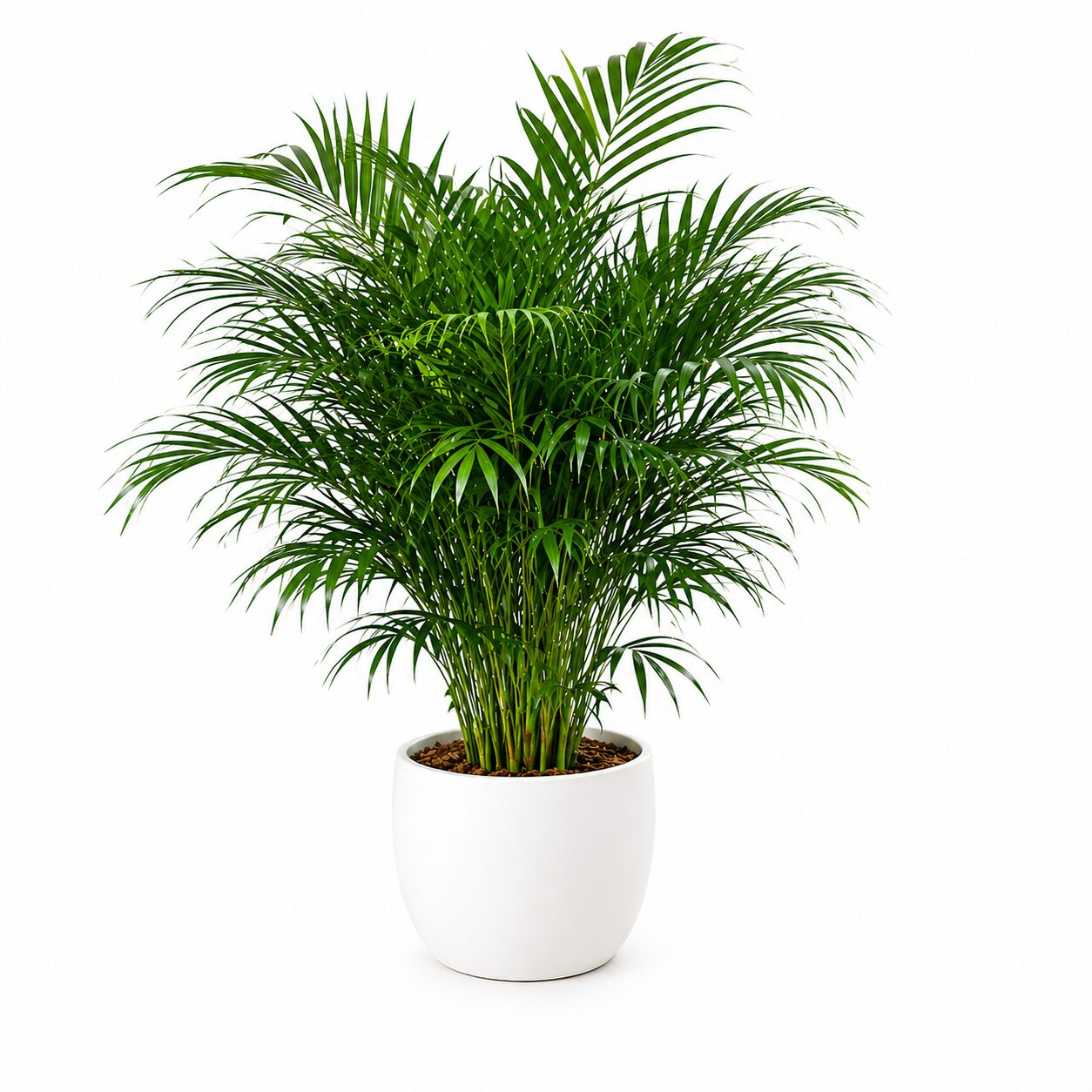 Areca Palm product thumbnail 2