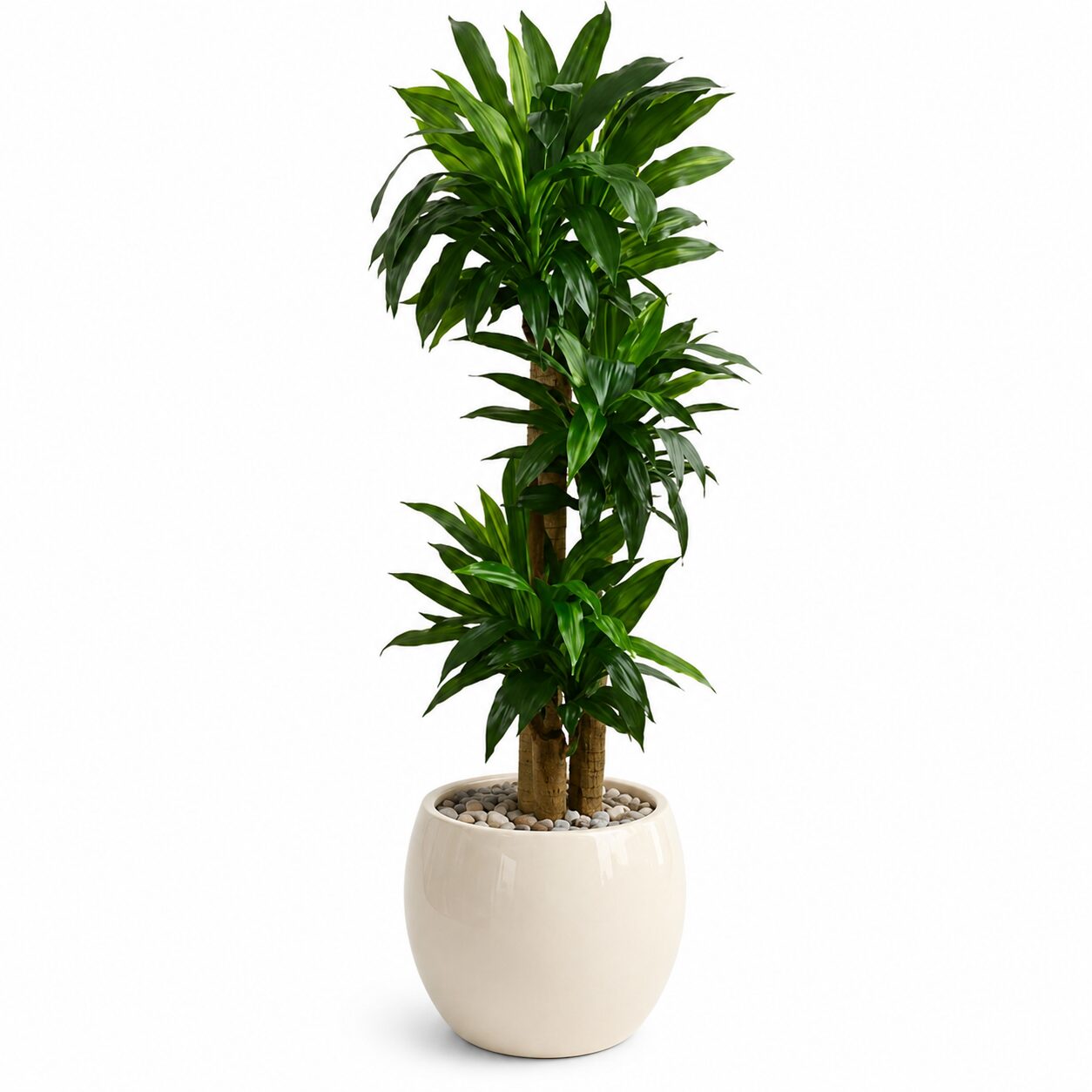 Dracena product thumbnail 2