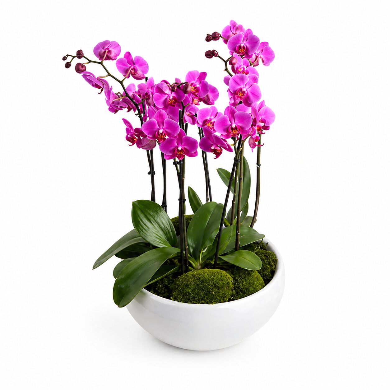 Large Pink Orchids Pot product thumbnail 2