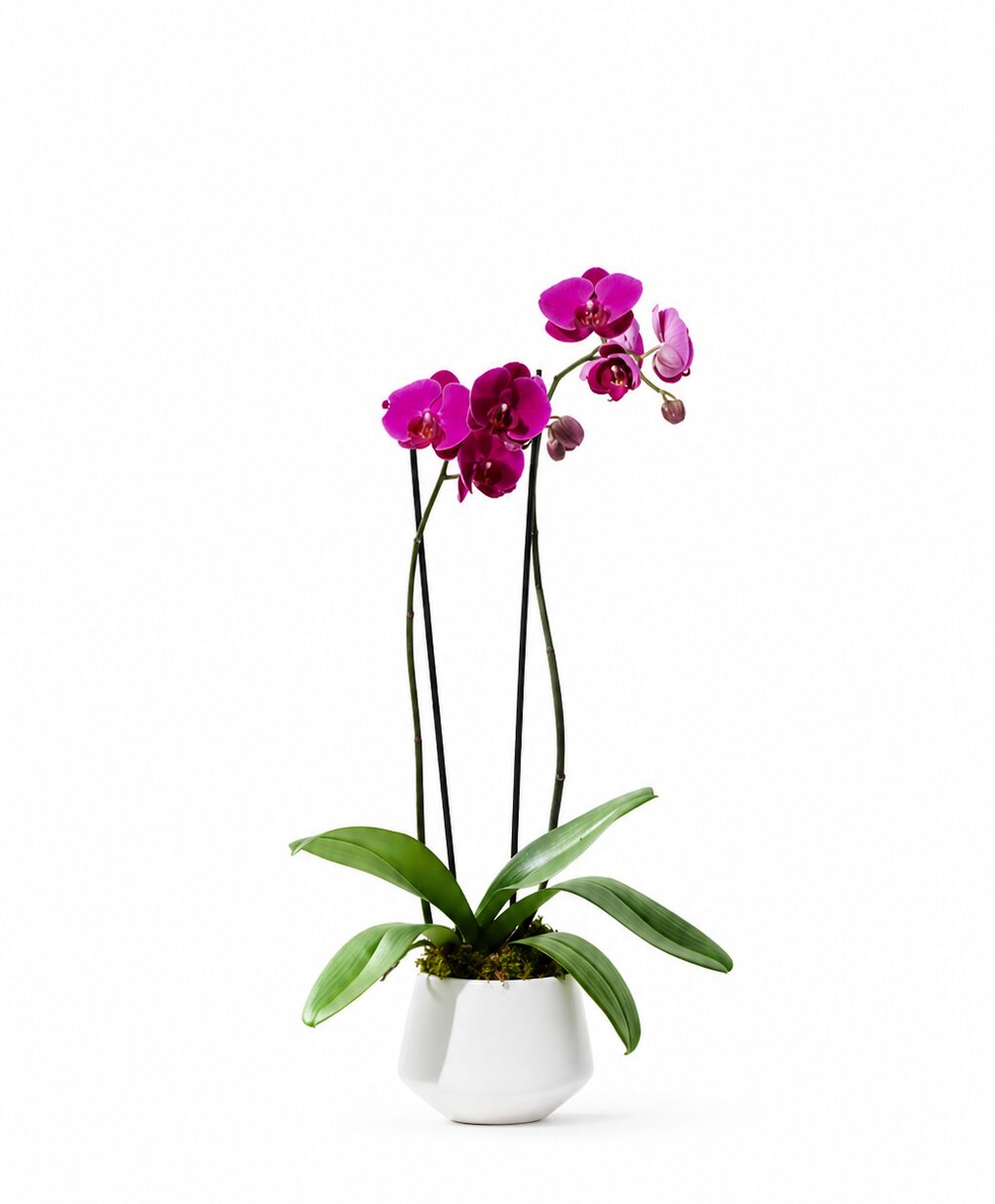 Double Stem Pink Orchid product thumbnail 2