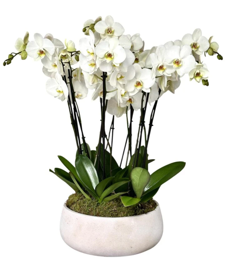 Large White Orchids Pot product thumbnail 5