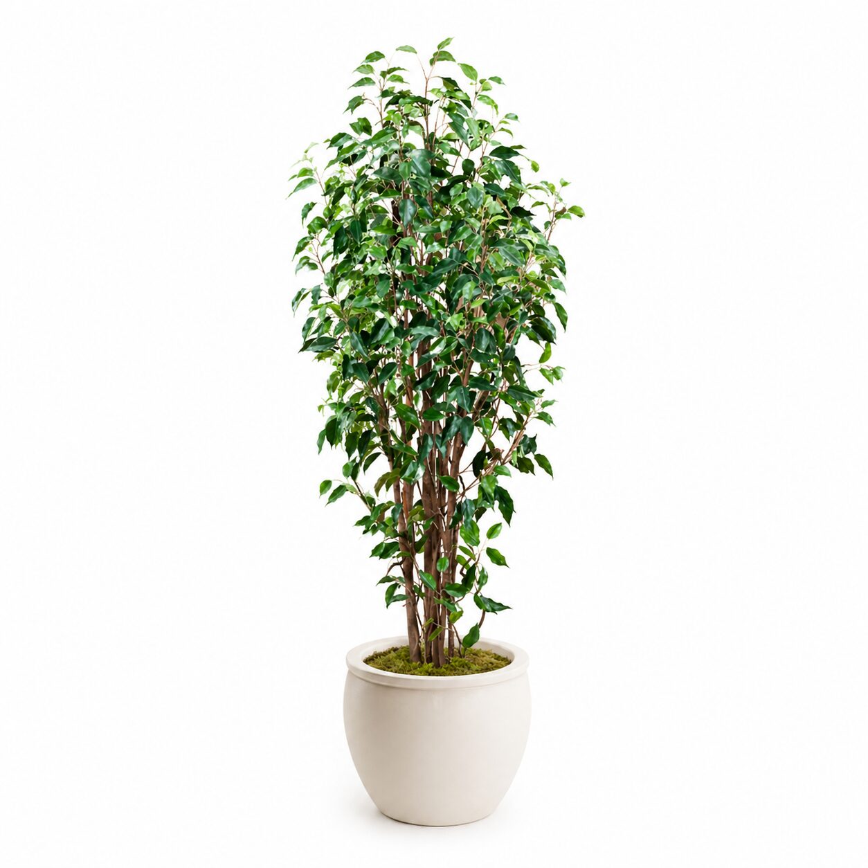 Ficus Tree product thumbnail 2