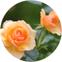 Rasha Hasan profile picture