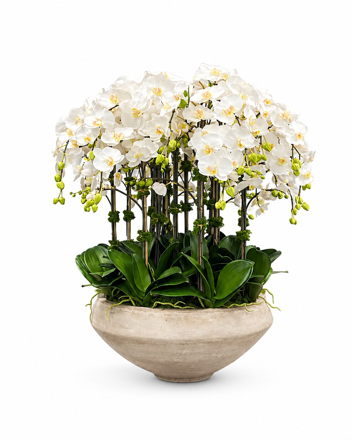 Orchid Paradise product thumbnail 2