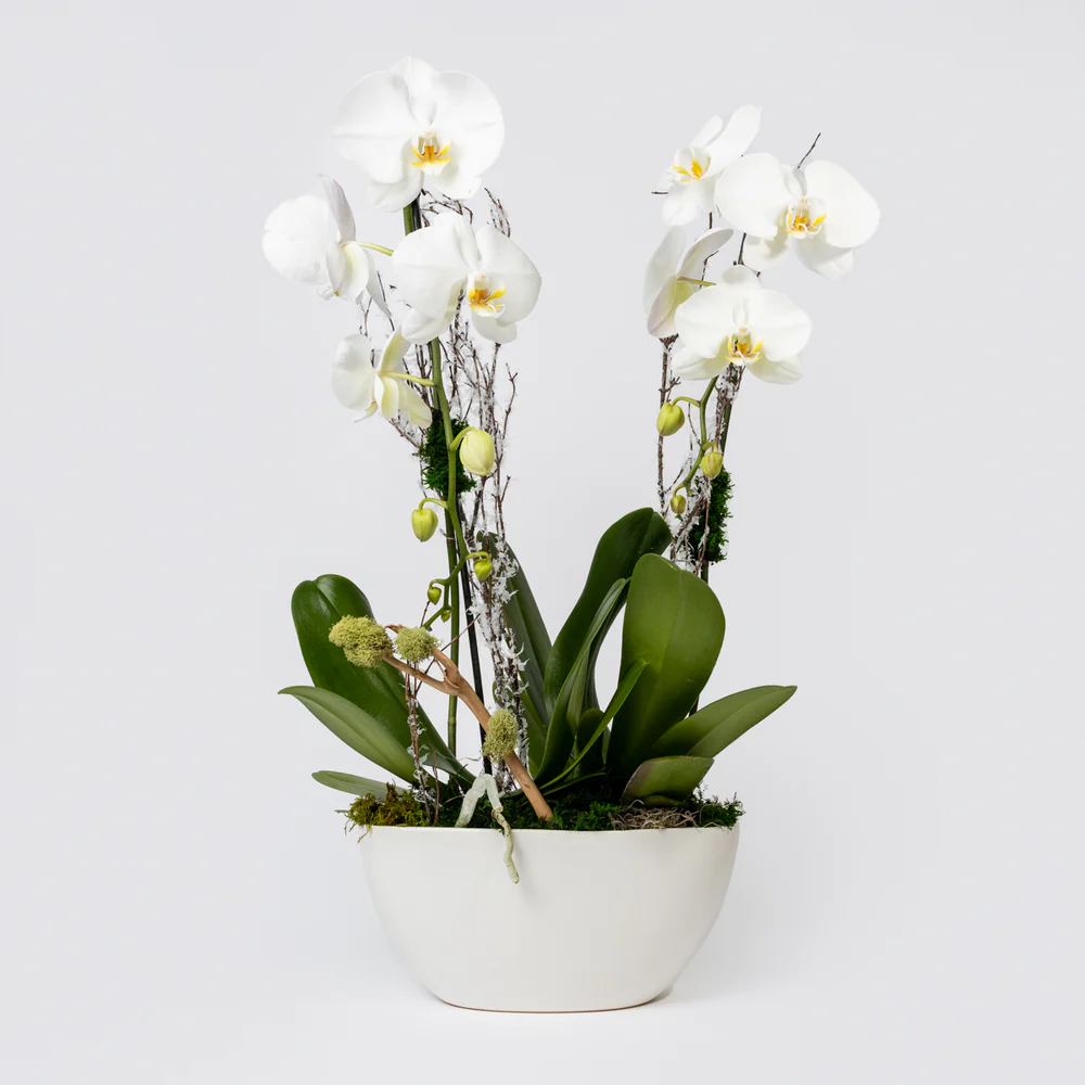 Classic Orchids product thumbnail 4