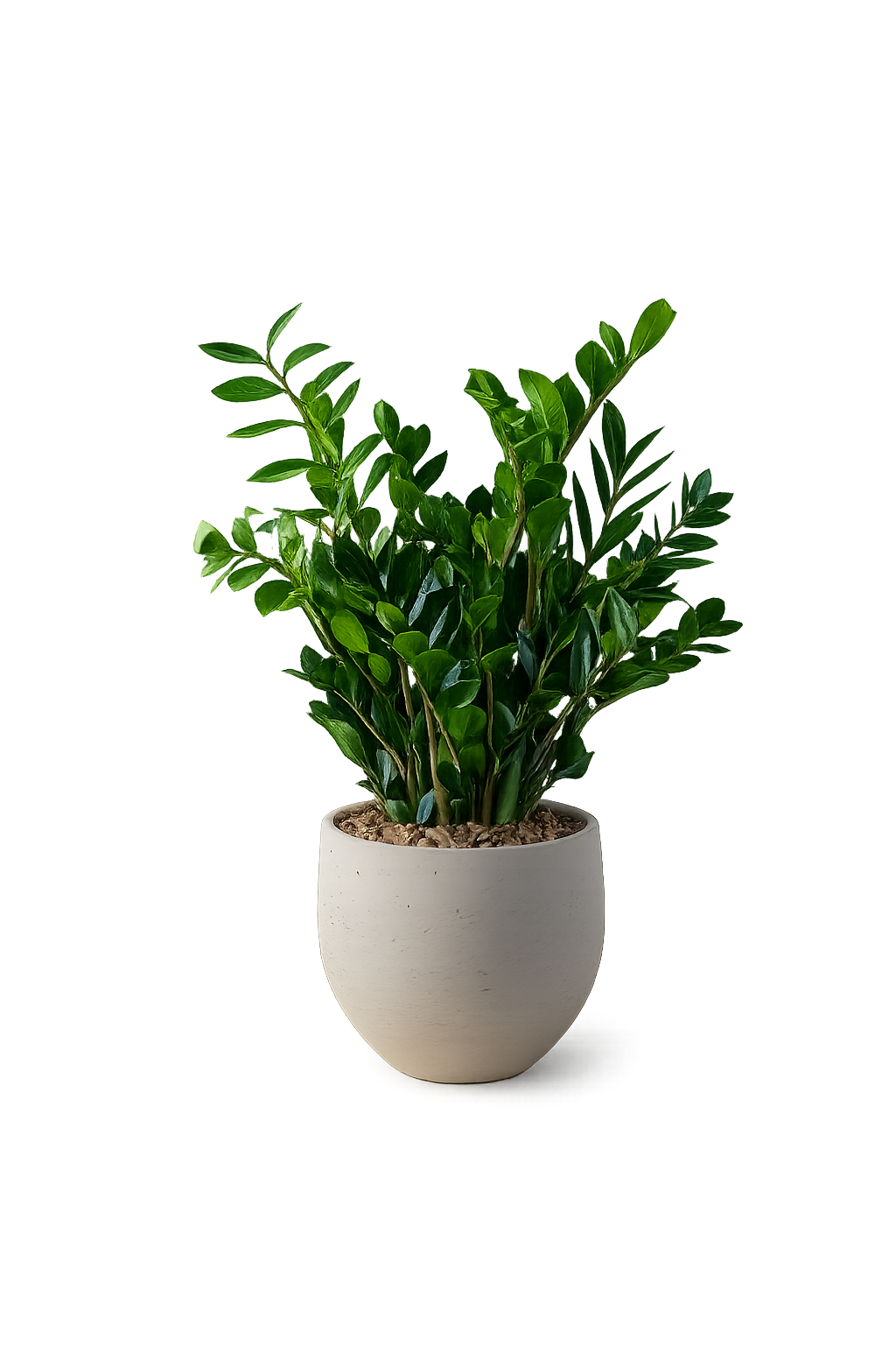 Zz Large Pot product thumbnail 2